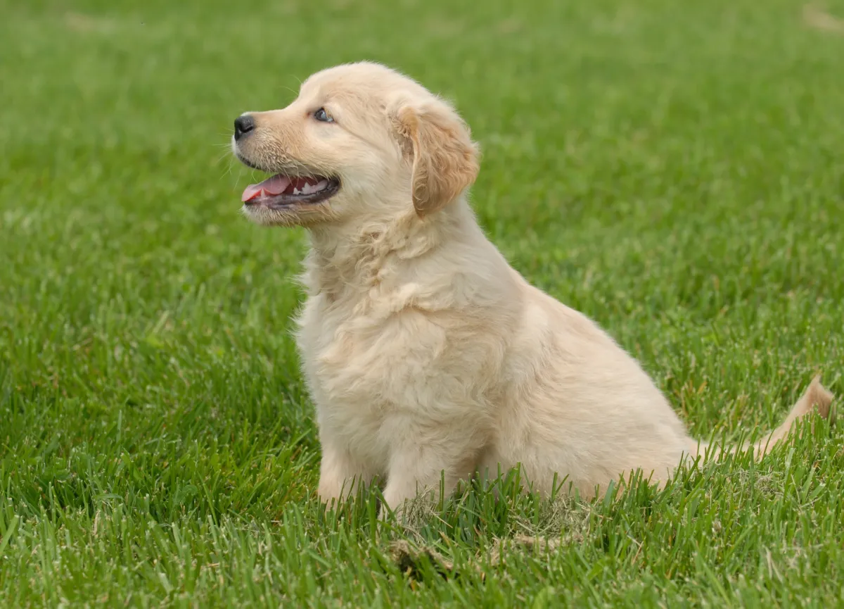 golden retriever