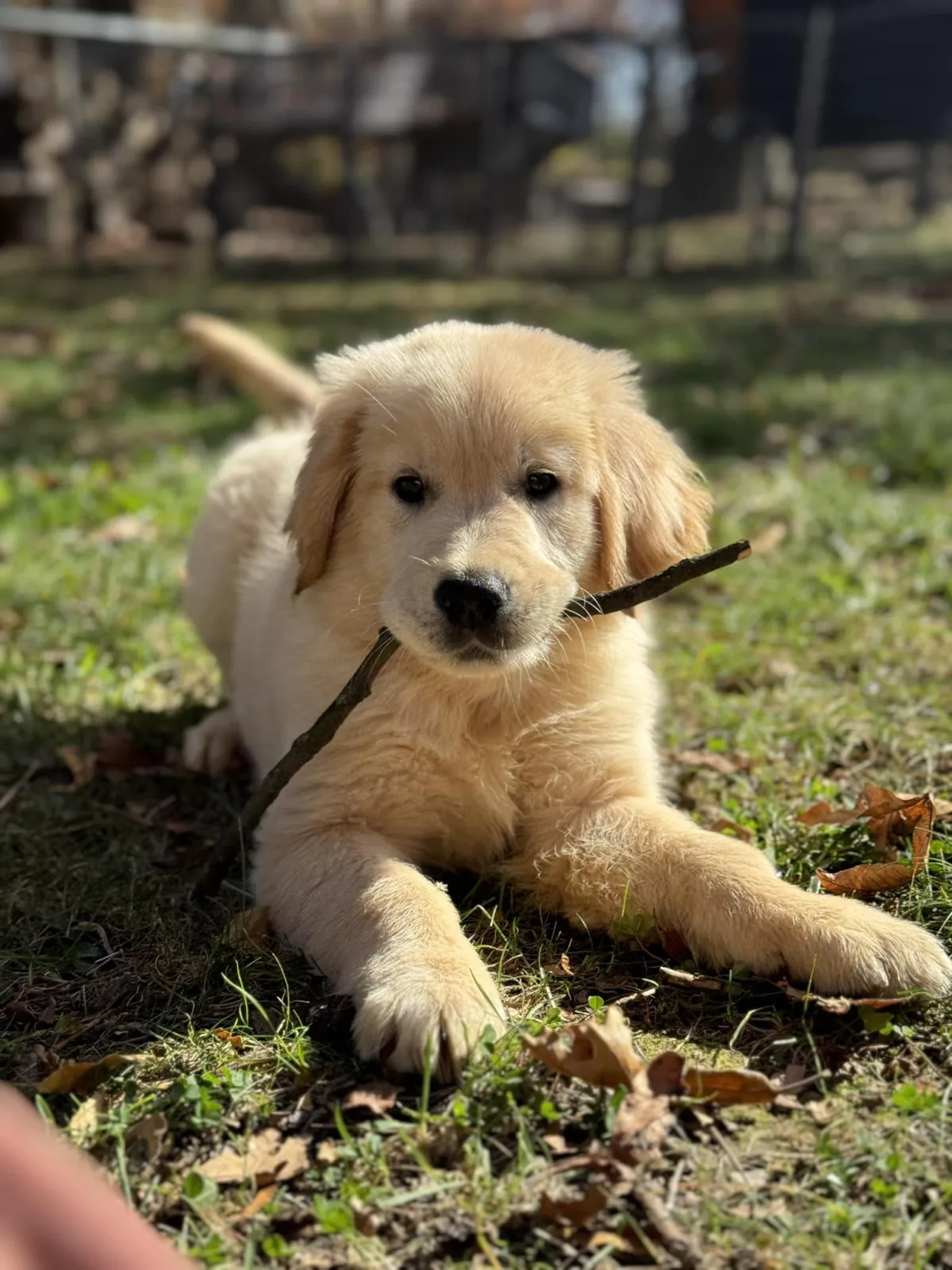 golden retriever