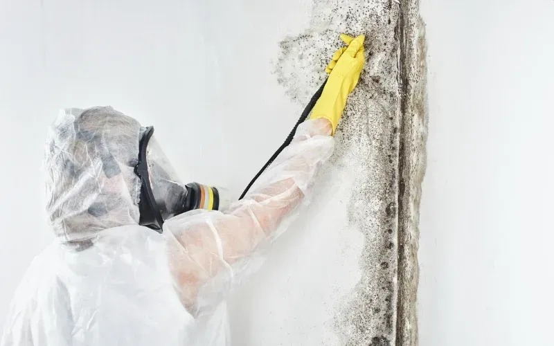 Mold Remediation