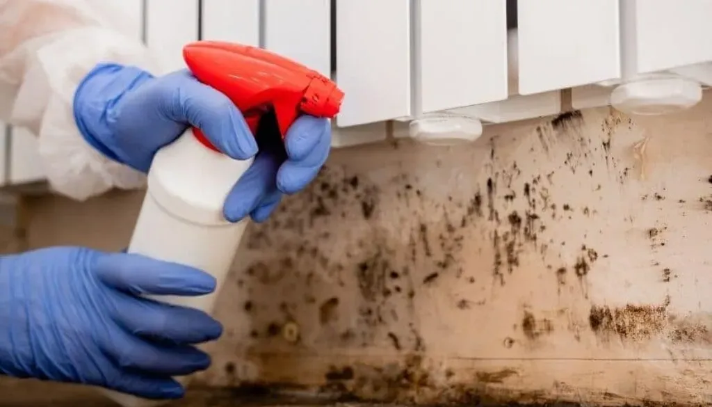 Mold Remediation