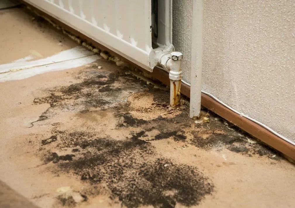 Mold Remediation