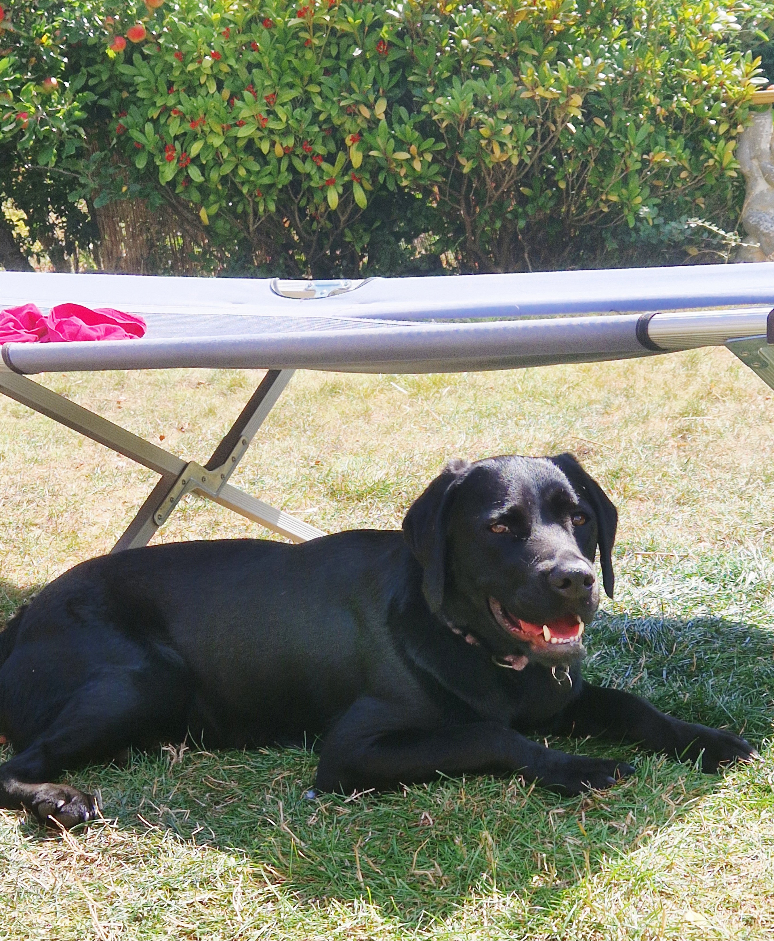 Photo image of Darcy Jo's black Labrador dog laying in the sunshine.