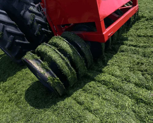 Rye Beach Weed Control