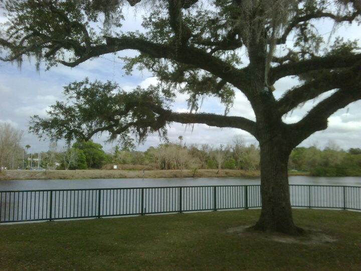 Babcock Ranch Sign with plants and pine trees