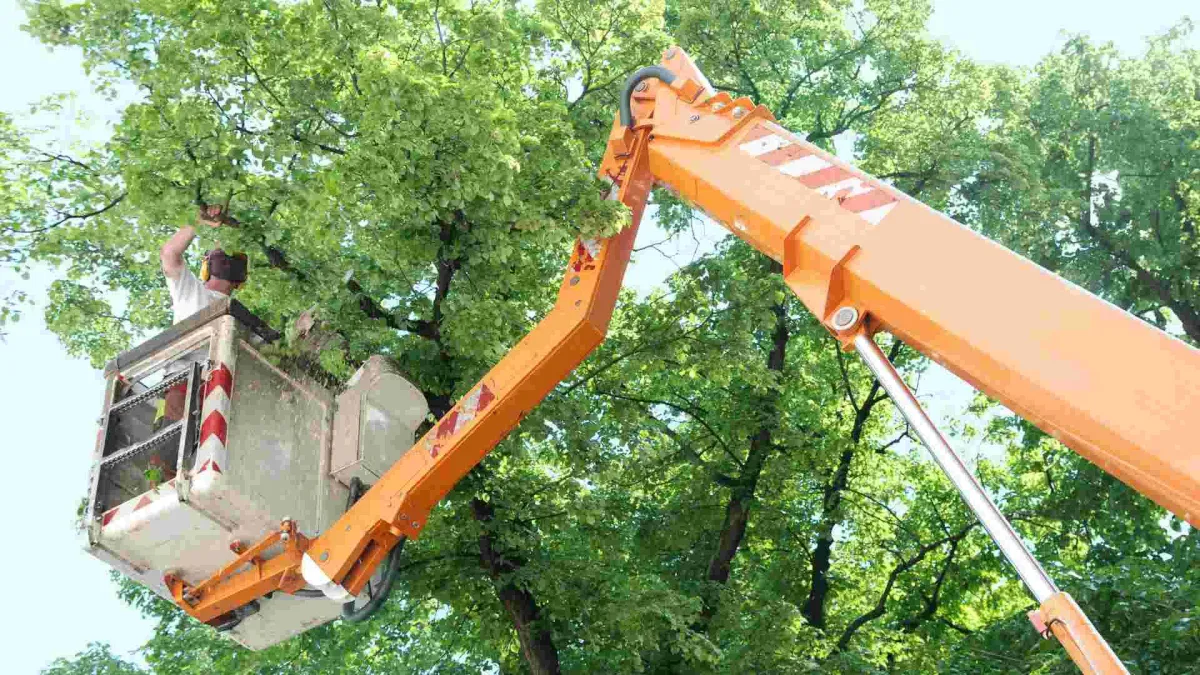 worker trimming a branch on a tree using a lift that extends tall