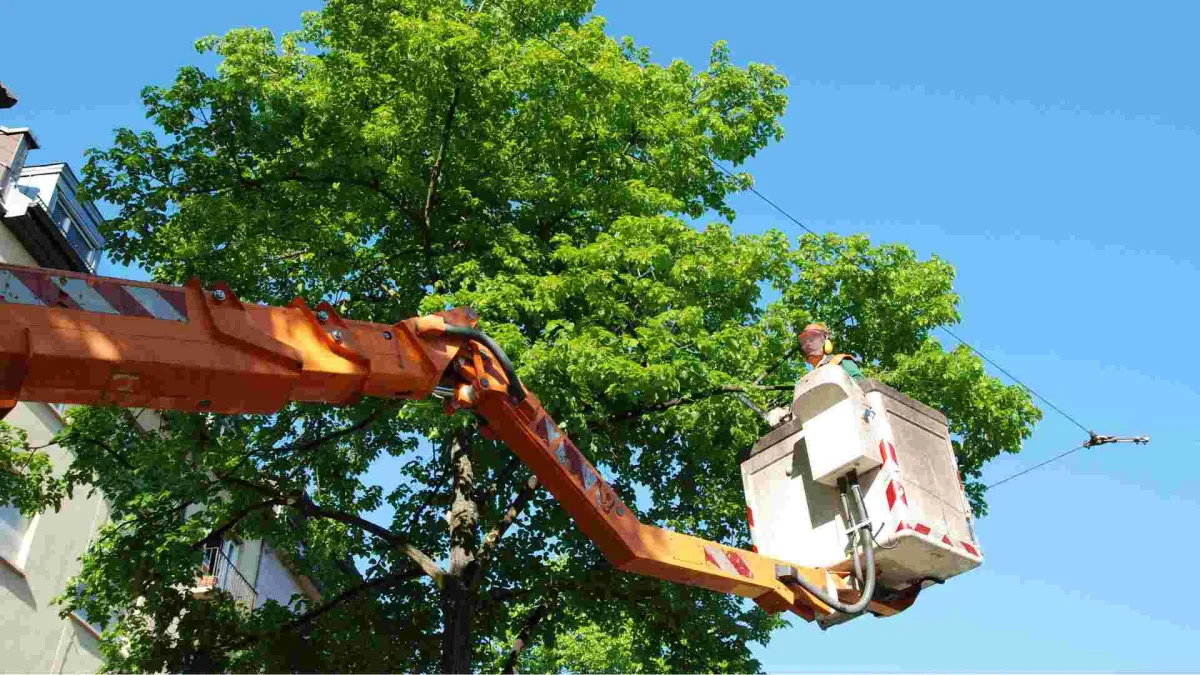 a worker using a lift truck to trim a tree that is very tall