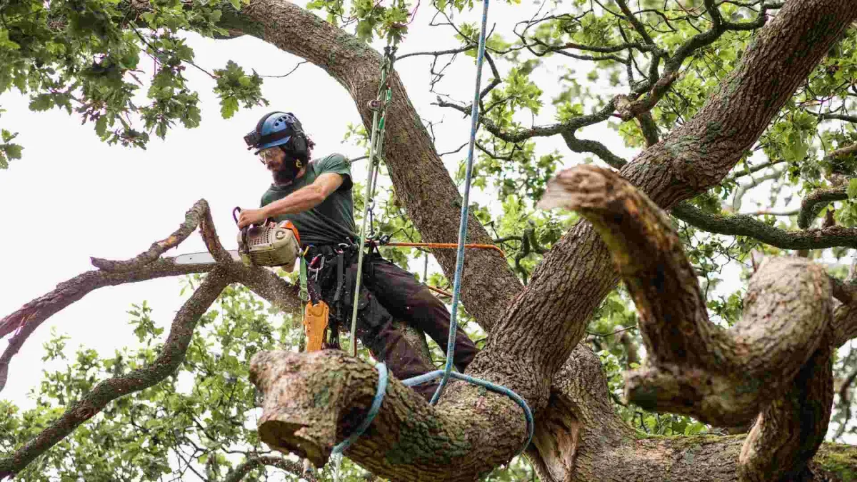 tree worker trimming large branch off tree using a climbing harness