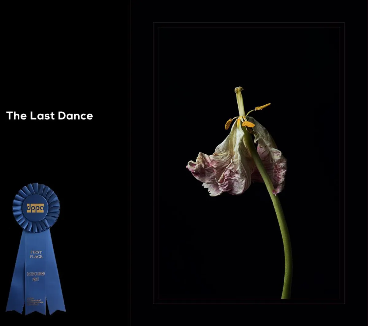 "The Last Dance" - Dallas Professional Photographer's Association: Illustrative - Landscape/Nature, First Place. Still life featuring a dried and dying frilled tulip on a black background. The anthropomorphism of the flower makes it appear to be dancing. 