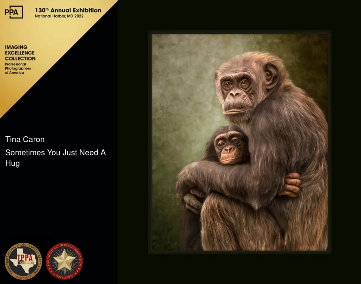 "Sometimes You Just Need A Hug" - Texas Professional Photographer's Association: Texcellence Award for Imaging Excellence. Fine Art painting of a baby chimpanzee being hugged by an adult