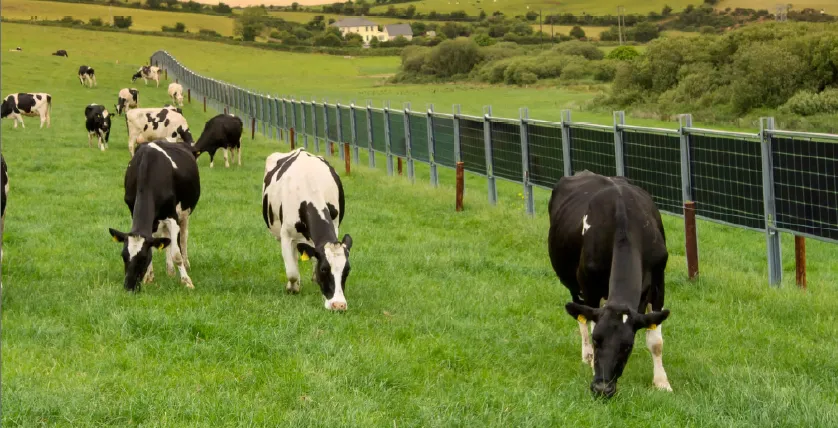 cows in a pasture with a bifacial solar fence