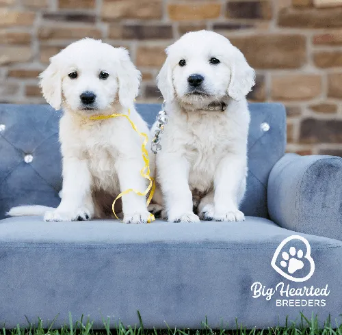 Two Cute white Mini Golden Puppies sitting on a grey couch, one has yellow ribbon, one has blue ribbon.