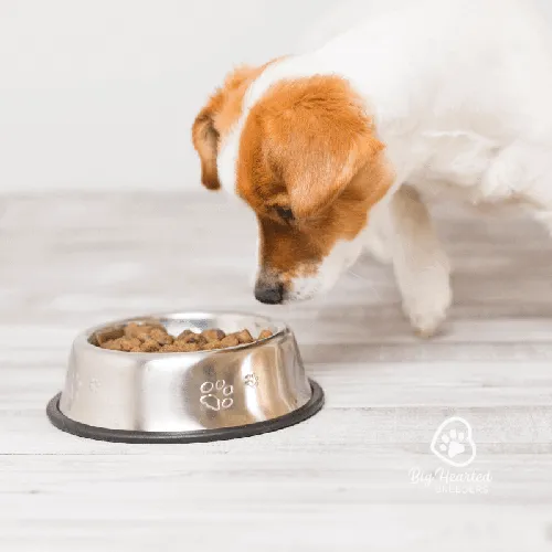 White and red Dog looking at food in bowl