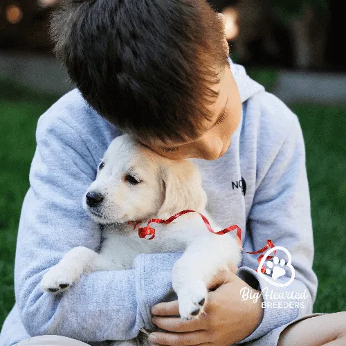 Litte boy with brown hair wearing a grey hoodie snuggling a white mini golden retriever