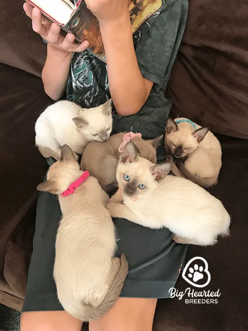 5 kittens sit on a girls lab as she is reading.