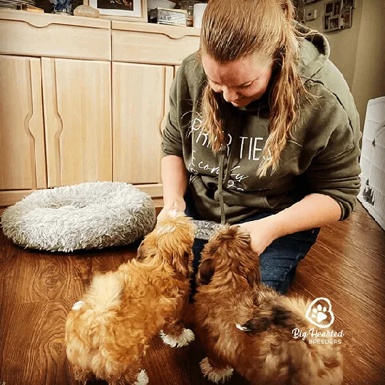 Heather feeding two puppies with curly fur.