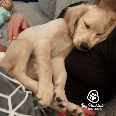 tan mini golden retriever sleeping on woman's chest