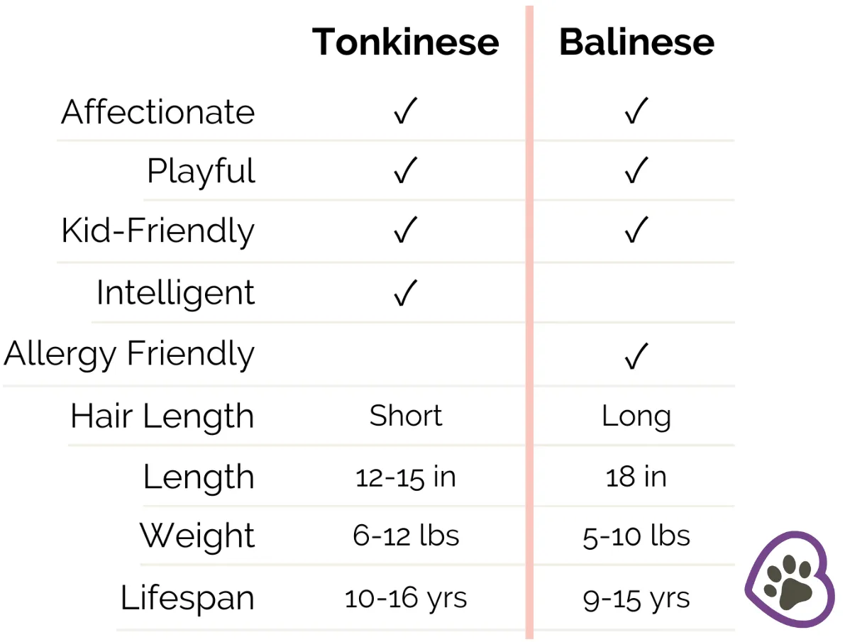 Tonkinese vs Balinese breed chart