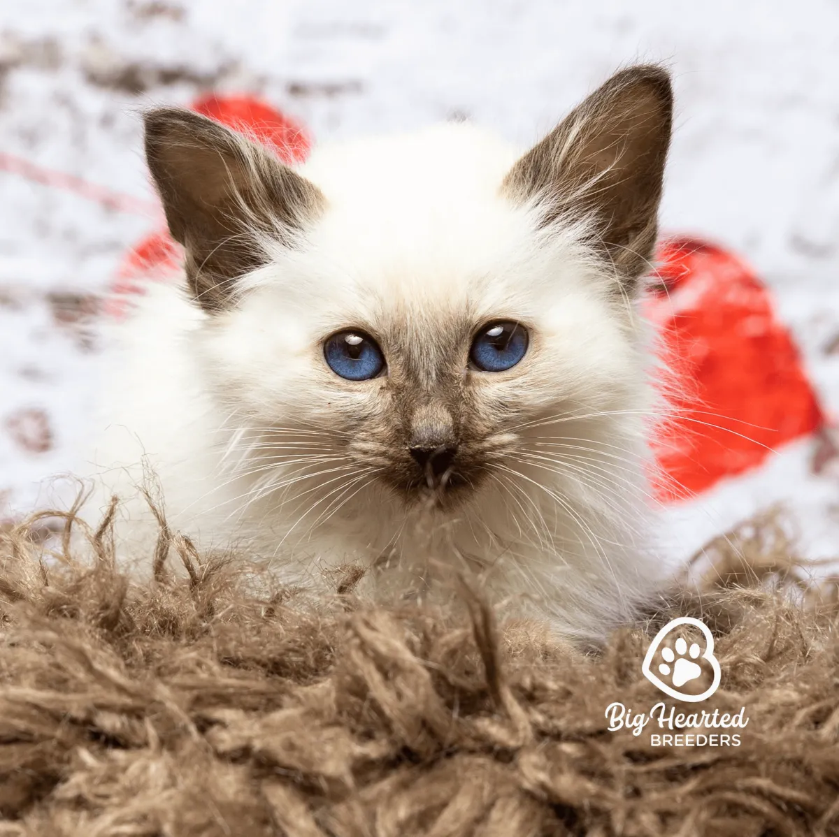 blue eyed balinese kitten