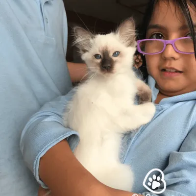 Girl with glasses holding a balinese kitten