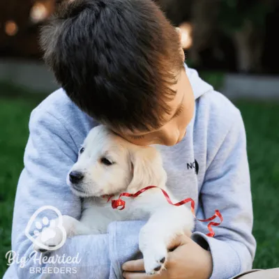 Boy wearing a grey hoodie holding a mini golden retriever puppy with a red ribbon