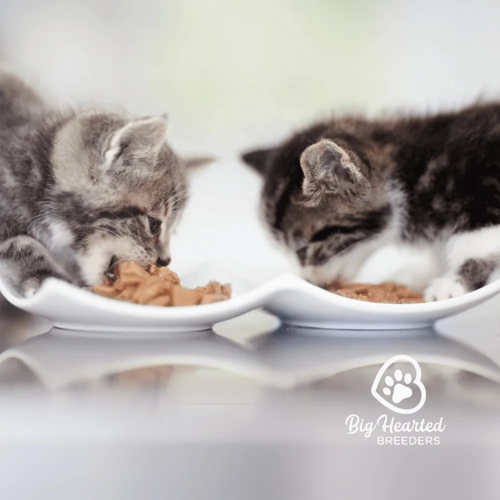 two cats eating food on white plates