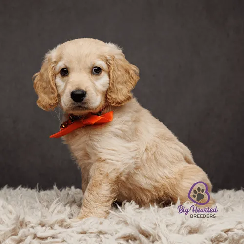 Mini Golden puppy