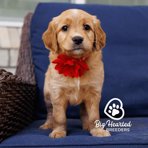 Mini Golden puppy