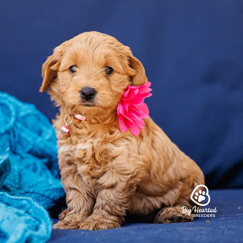 Mini Golden puppy