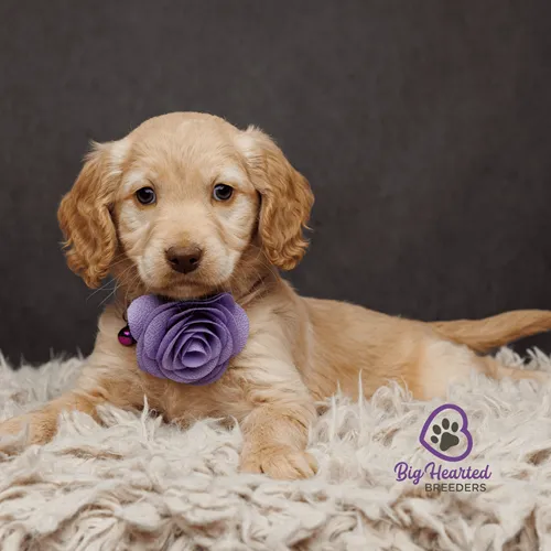 Mini Golden puppy