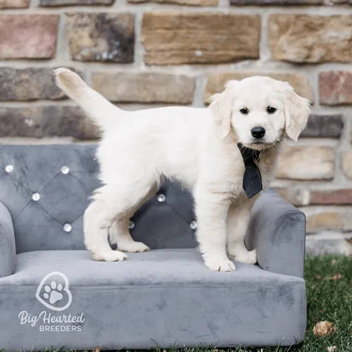 Mini Golden puppy