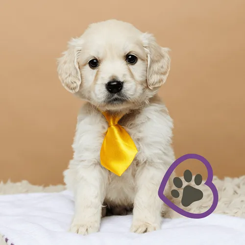 Mini Golden puppy