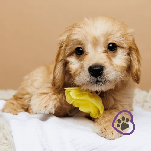 Mini Golden puppy