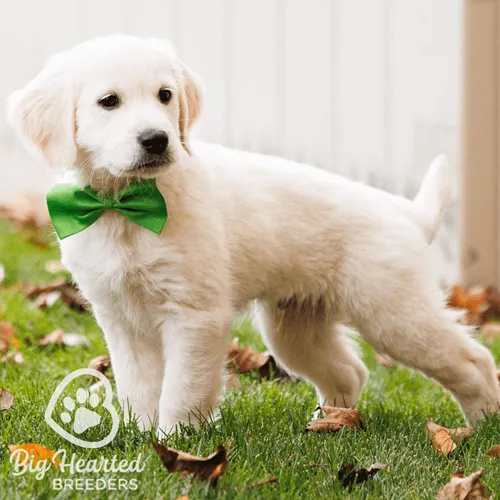 Mini Golden puppy