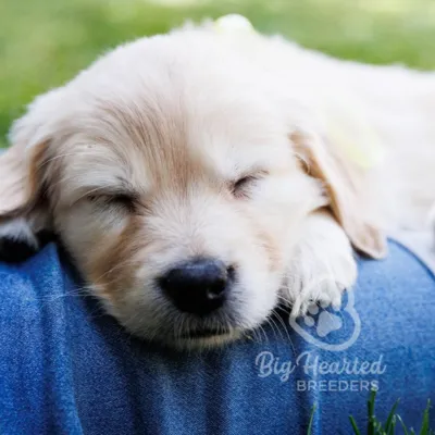 Mini golden puppy sleeping on person's leg