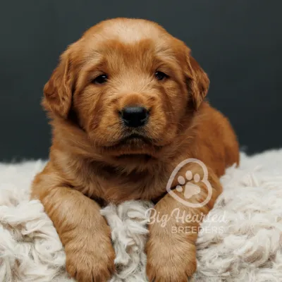 red mini golden retriever