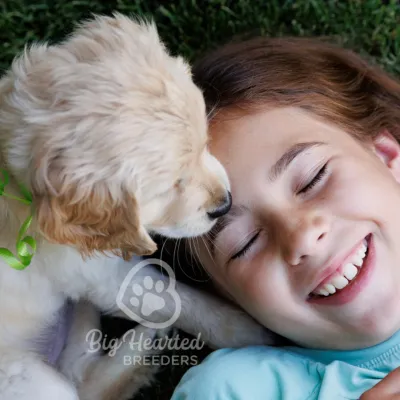 girl laying with mini golden puppy in grass