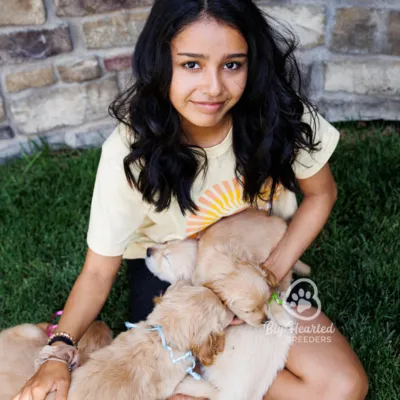 mini golden puppies in girl's lap as girl smiles