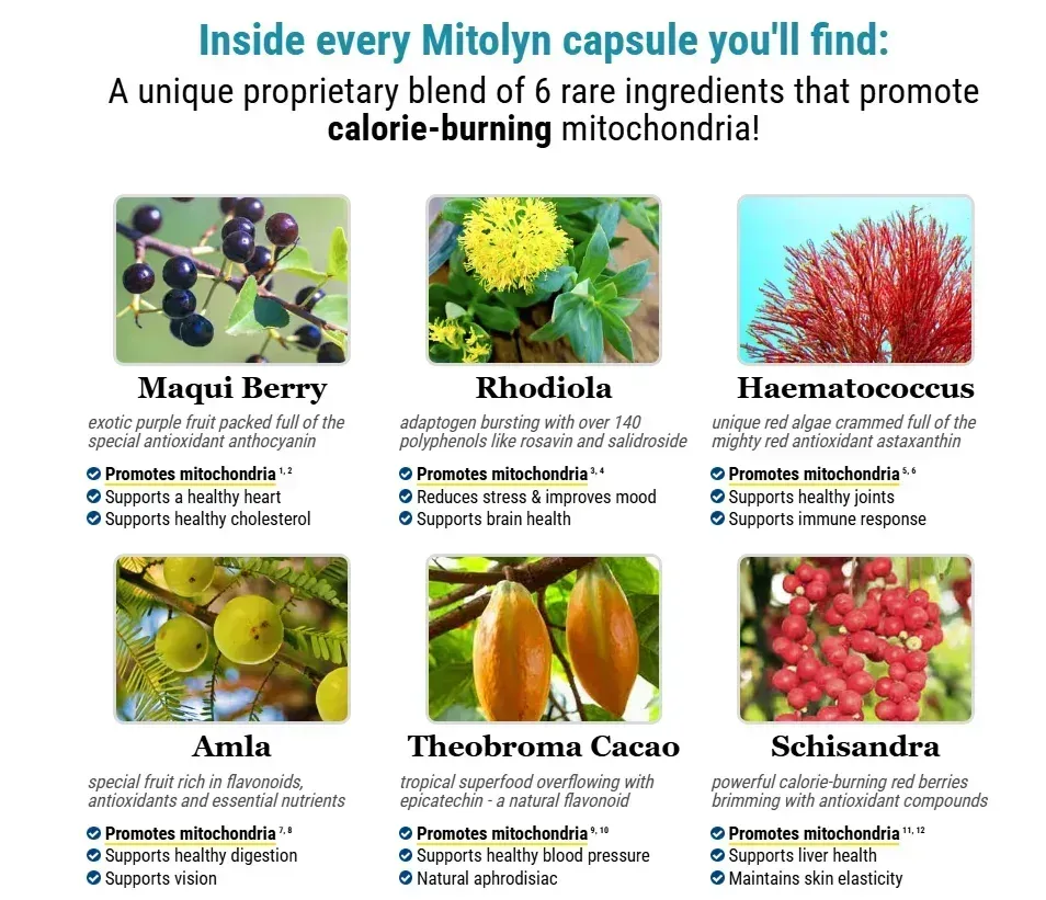 mitolyn ingredients