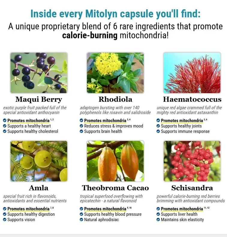 mitolyn ingredients