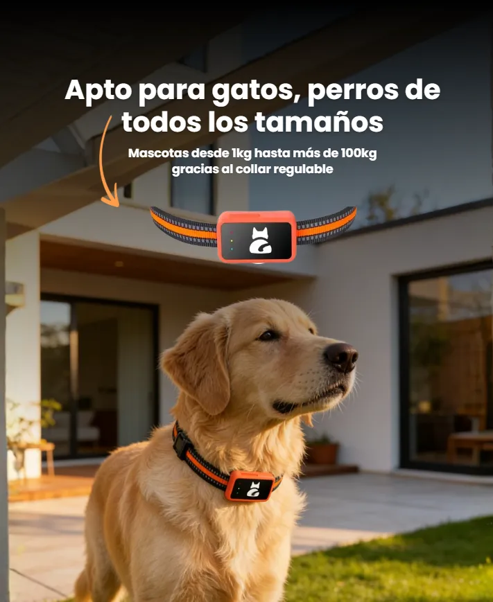 Perro perdido en un descampado de noche ilustrando donde un tag Bluetooth falla