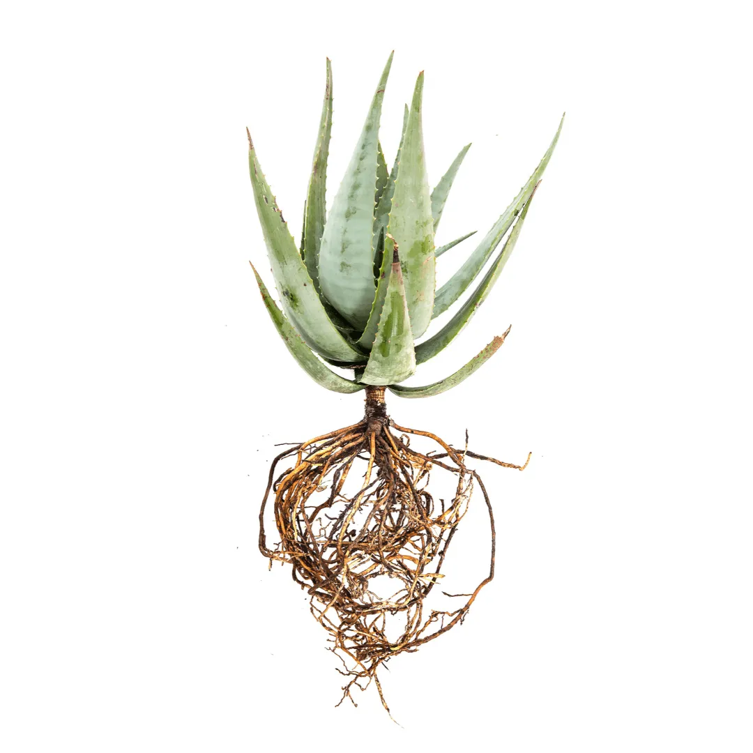 Aloe Hybridize 1