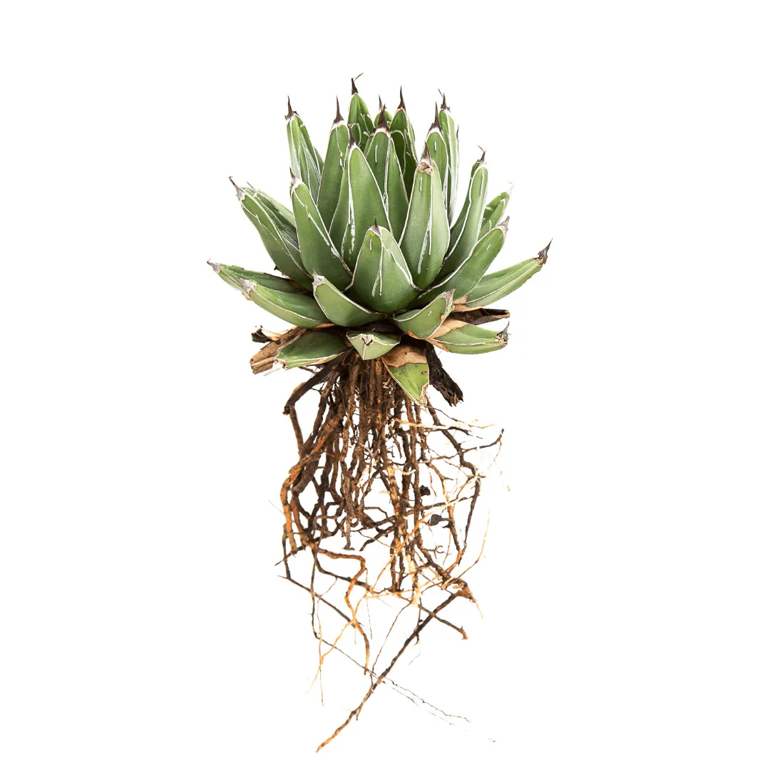 Aloe Victoriae-Reginae 1