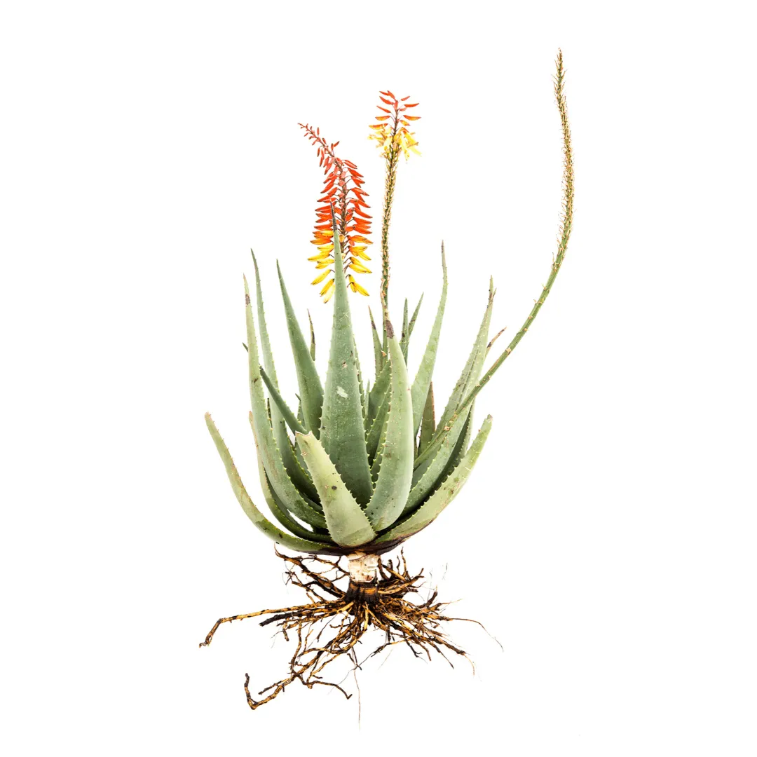 Aloe Hybridize 3