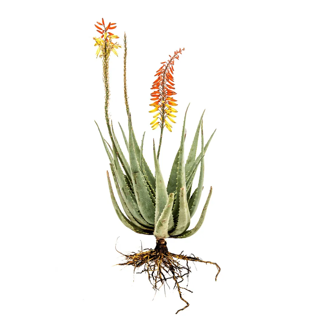 Aloe Hybridize 4