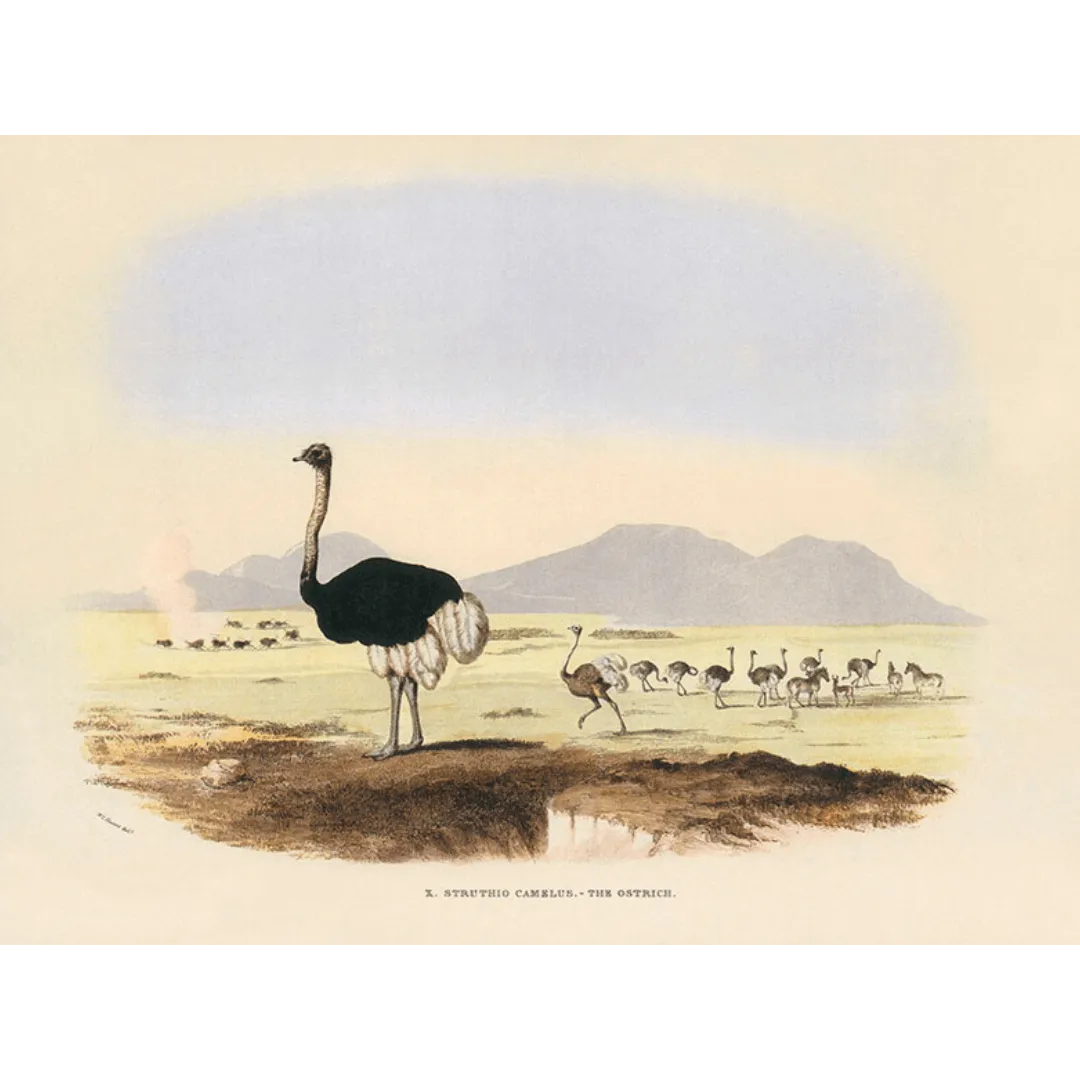 Ostrich