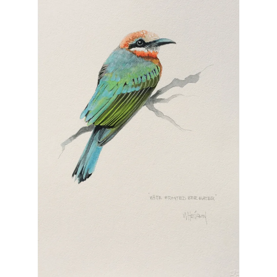 White Crested Bee Eater