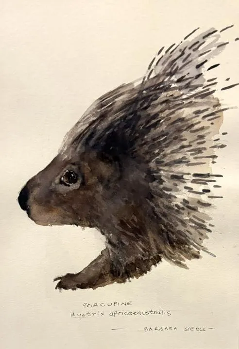 Porcupine watercolour by Barbara Siedle