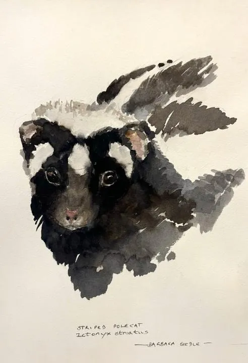 Striped Polecat watercolour by Barbara Siedle