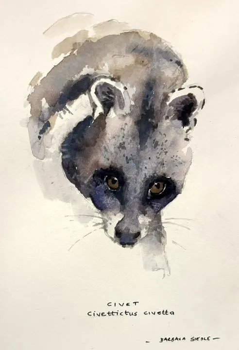 Civet watercolour by Barbara Siedle