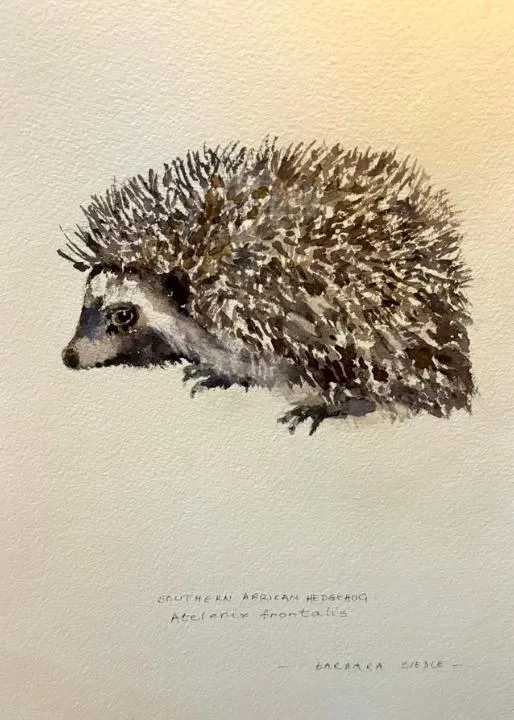 Hone Badger watercolour by Barbara Siedle